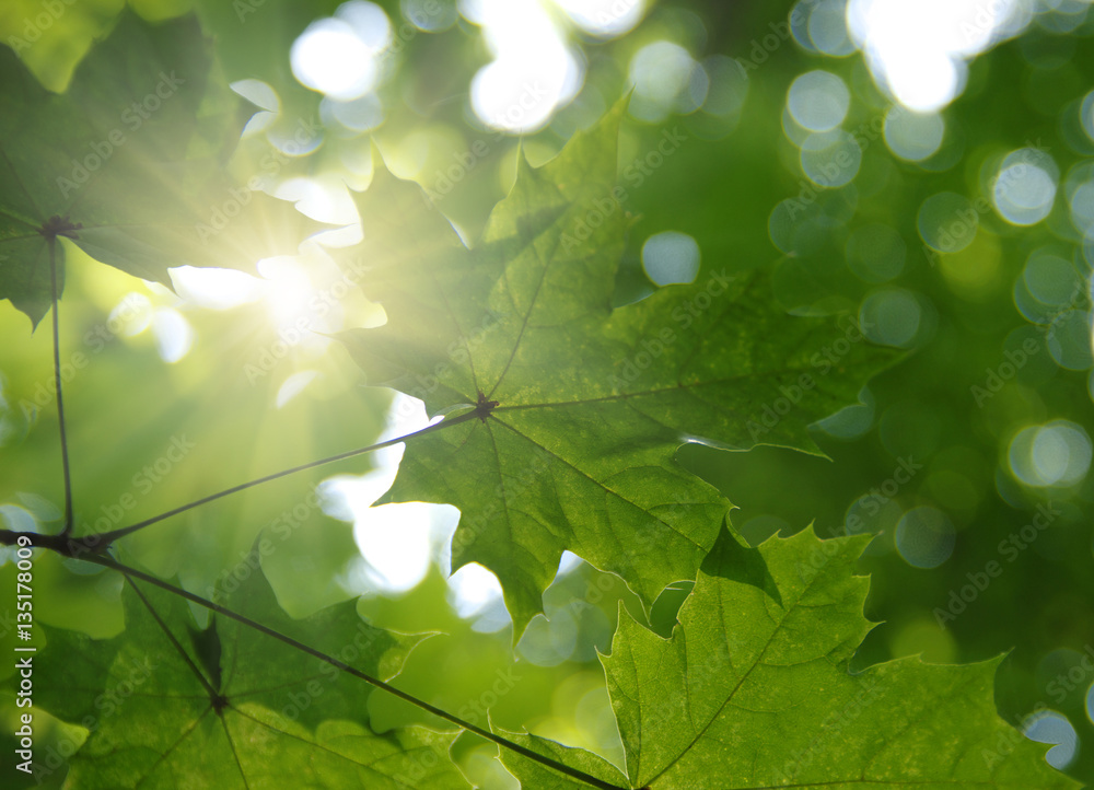 Green leaves and sun