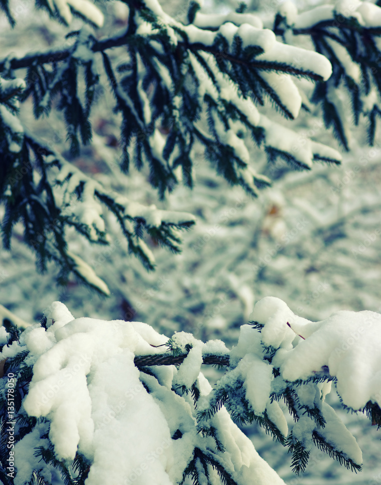 Spruce branches covered with snow