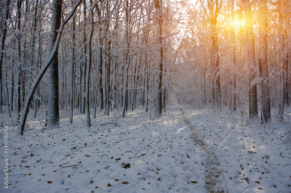 Sunset in winter forest