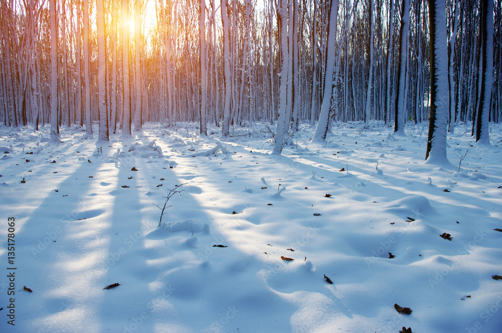 Sunset in winter forest