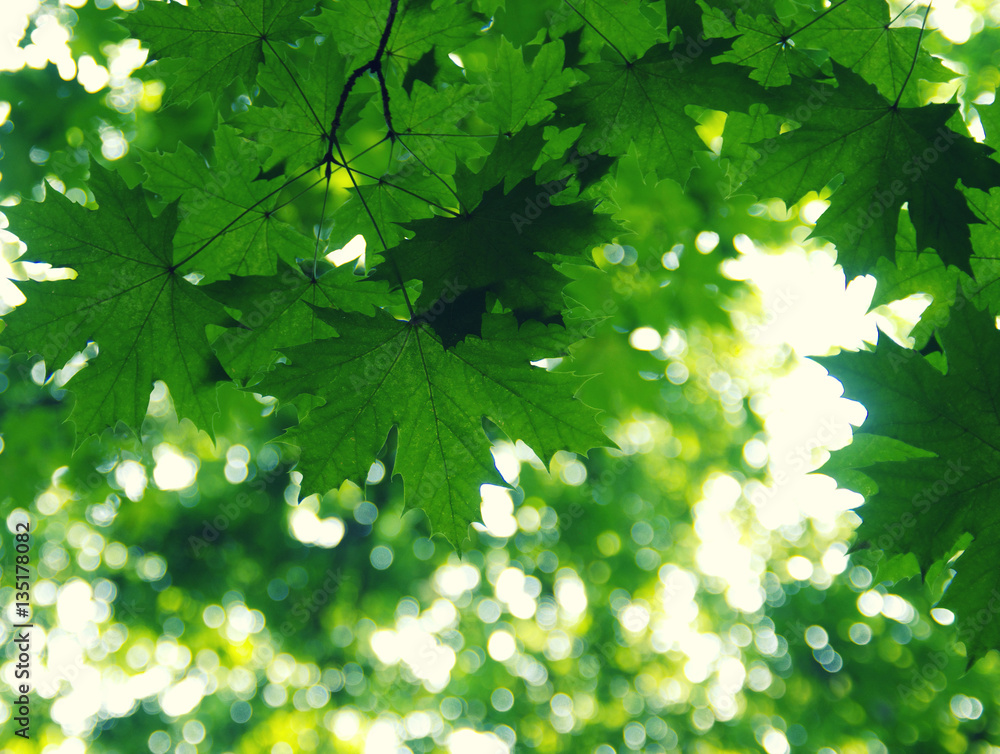 Green leaves on the green