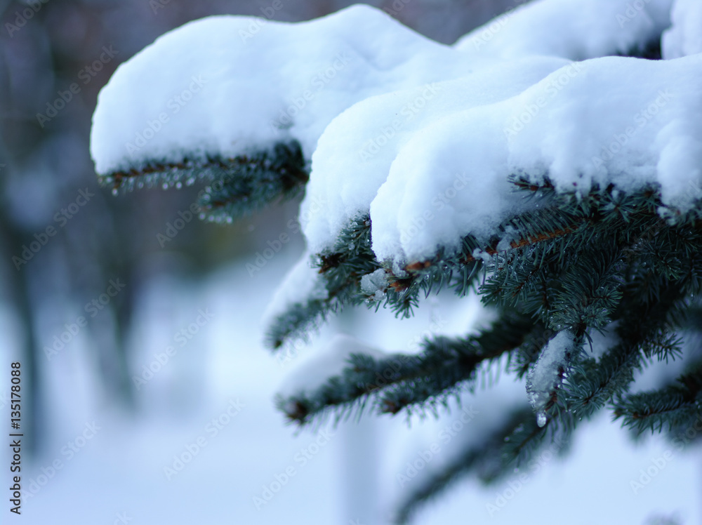 Spruce branches covered with snow