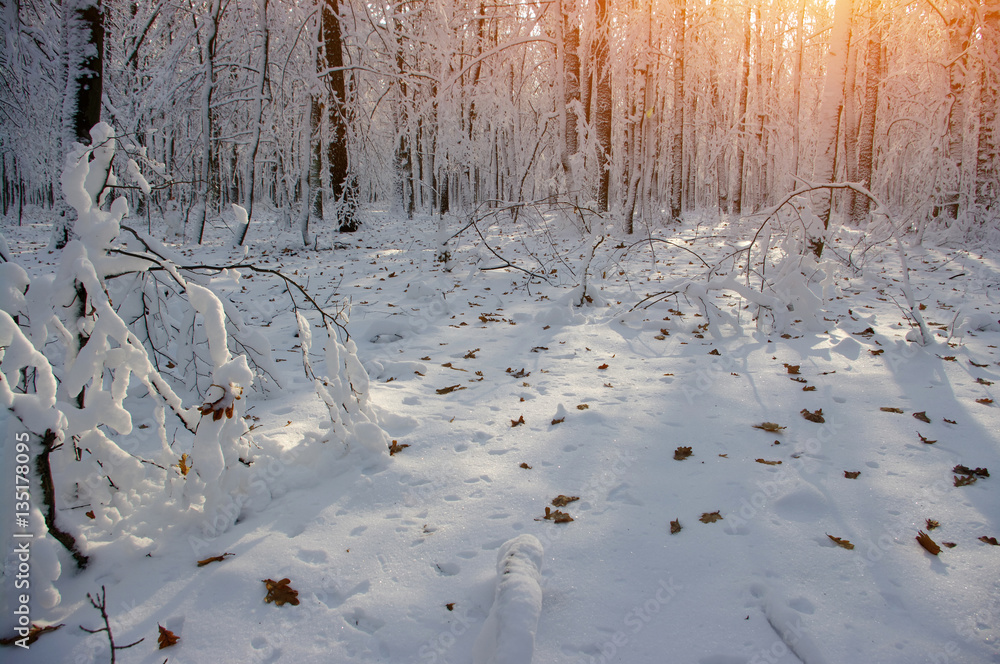 Sunset in winter forest