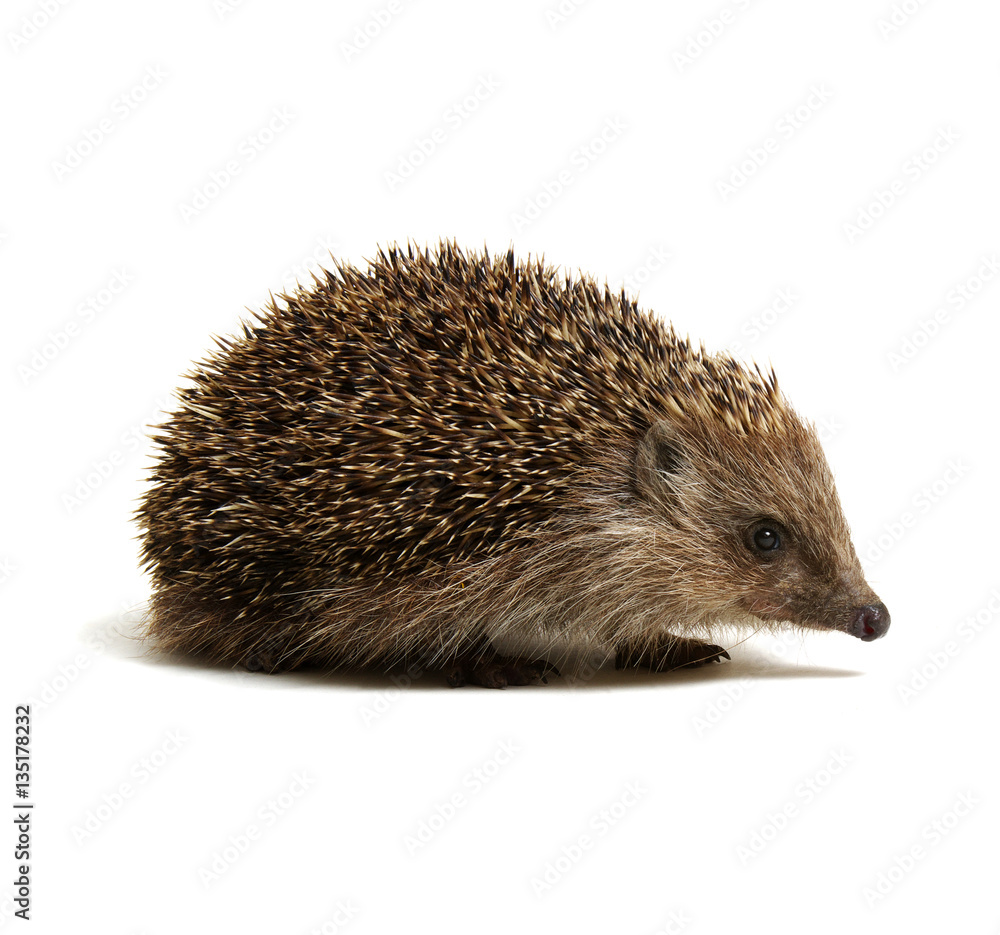 Hedgehog  isolated on white