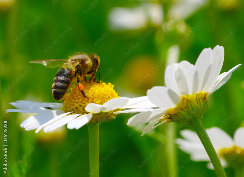 Bee on the flower