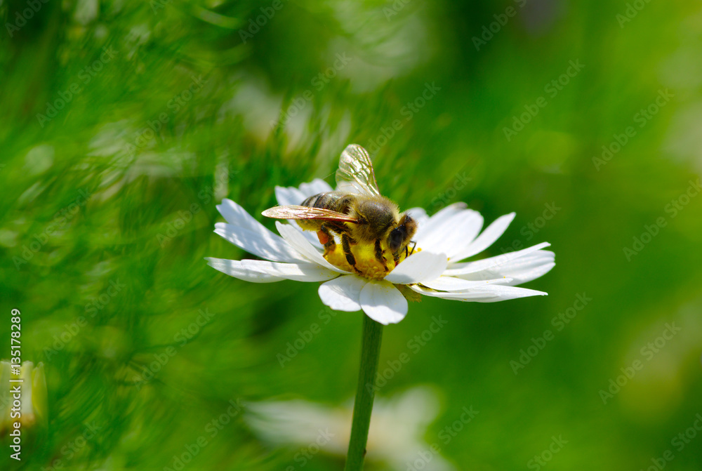 蜜蜂在花上