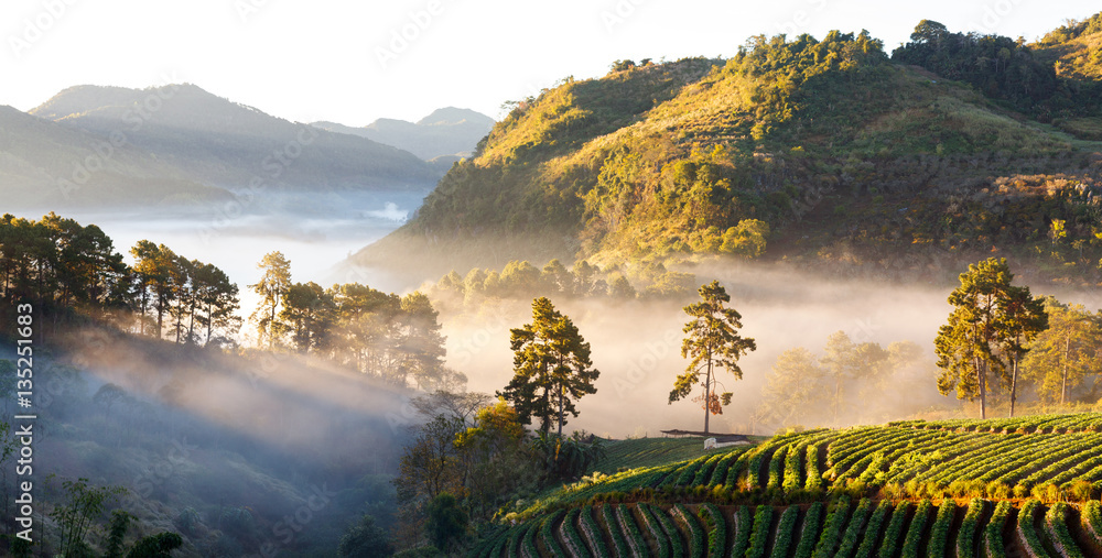 misty morning sunrise in strawberry garden at Doi angkhang mount