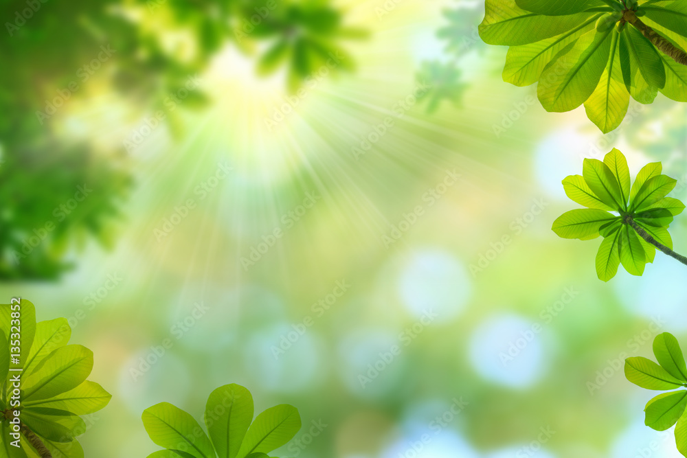 sun beams and green leaves, nature spring background