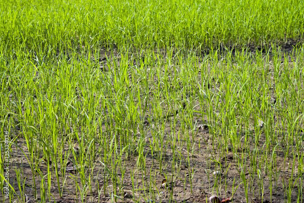 field of young rice plant