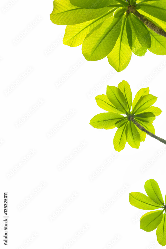 green leaves on white background