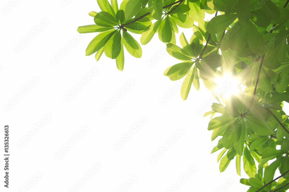 sun beams and green leaves, nature spring background