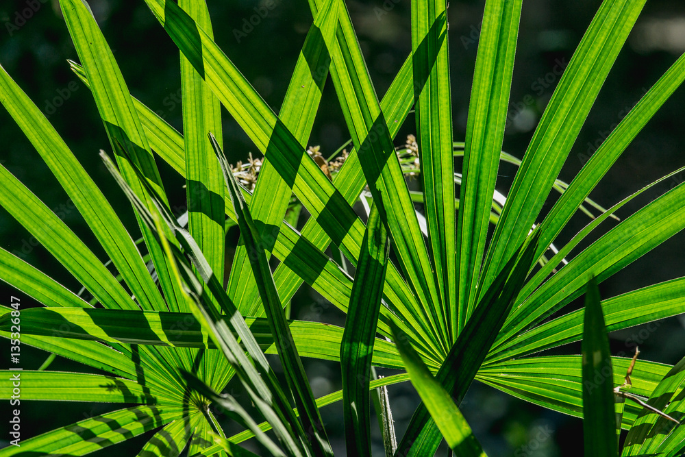 特写绿叶背景女士棕榈或竹棕榈叶（Rhapis exclesa，PLAMAE）