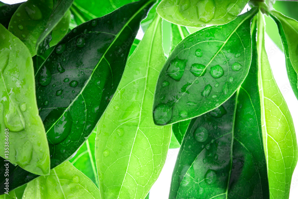 Close up fresh green leaf and water drop in nature