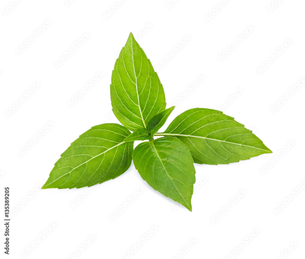 Thai basil leaf or sweet basil isolated on white background.