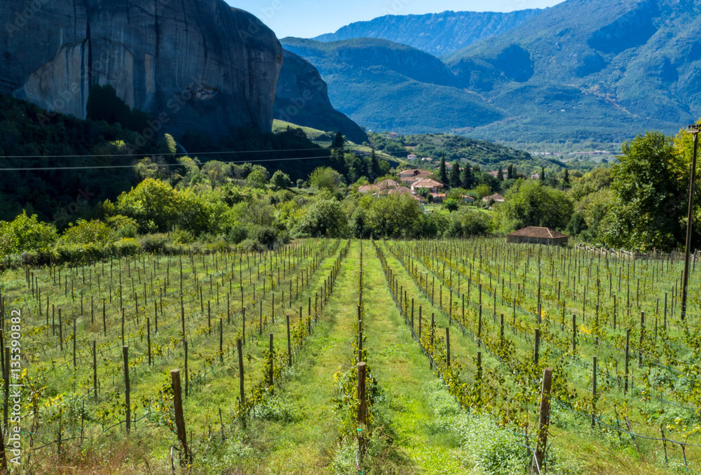 Grape field at Kalabaka in Greece, October, 2016