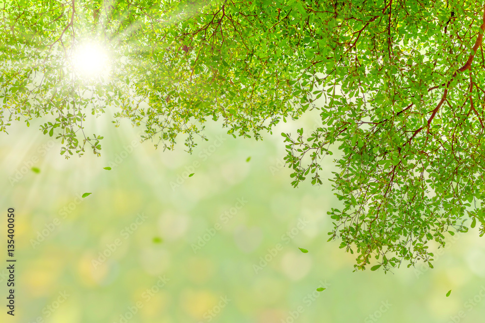 sunshine through green leaves, nature spring background