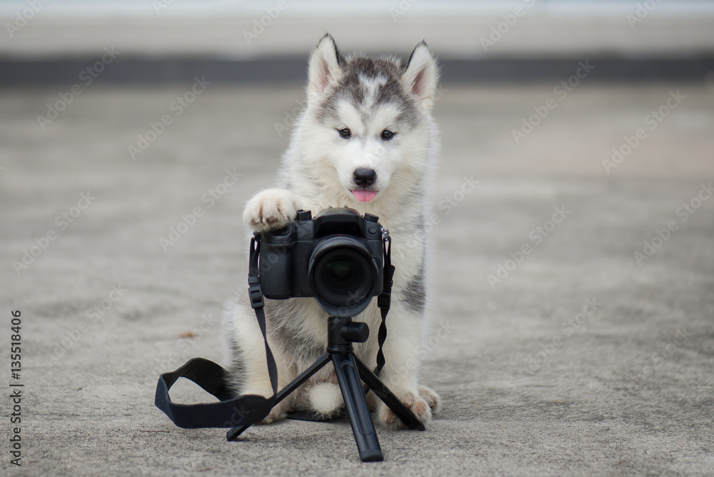 siberian husky puppy taking a photo