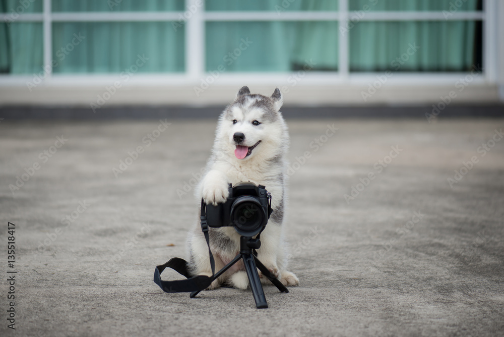 siberian husky puppy taking a photo