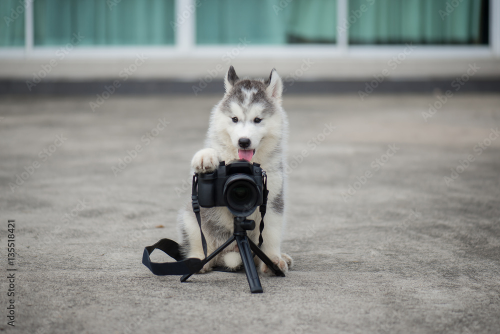 siberian husky puppy taking a photo