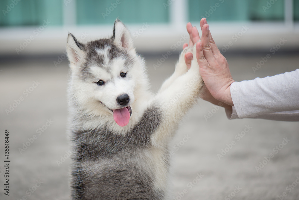 Puppy pressing his paw against a Girl hand