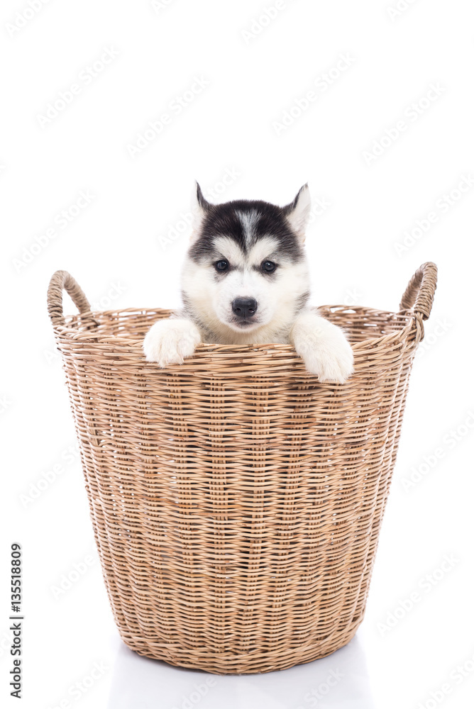 Cute Siberian husky puppy sitting in a basket