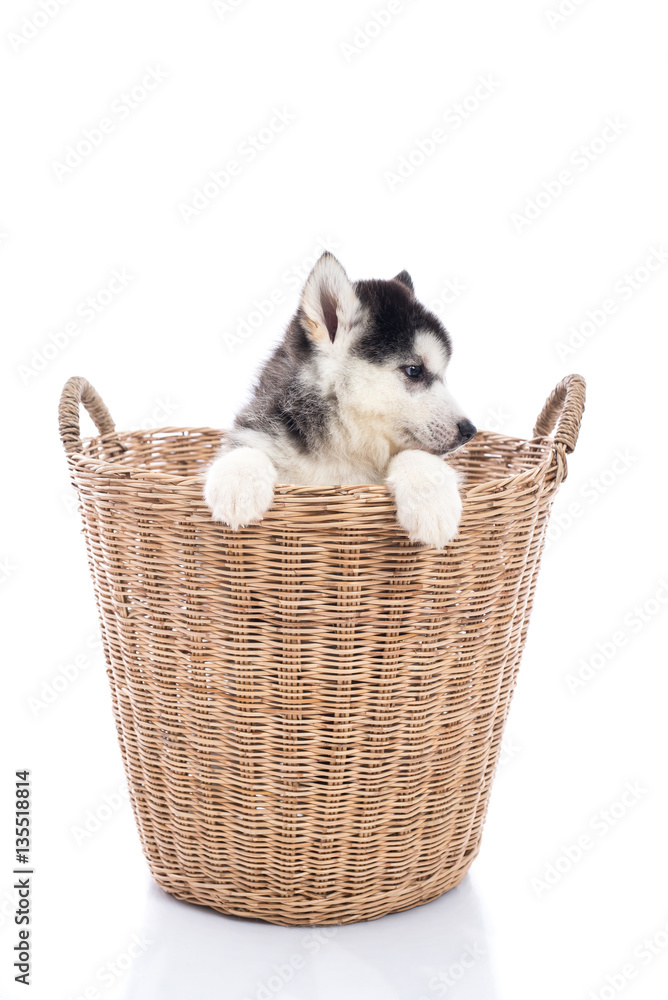 Cute Siberian husky puppy sitting in a basket