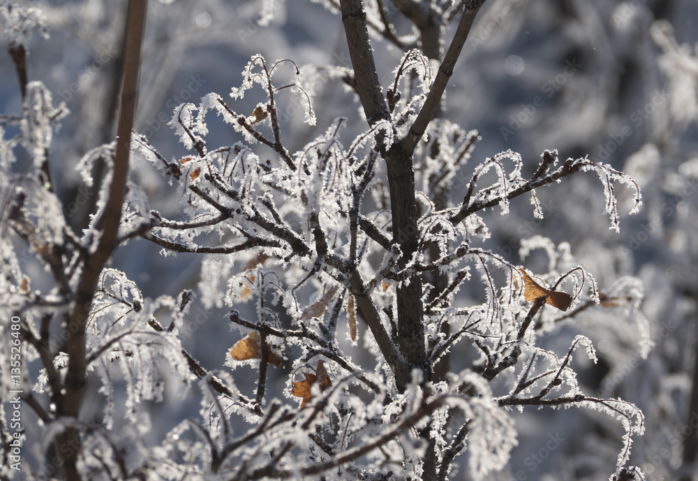 Branch of tree covered with frost