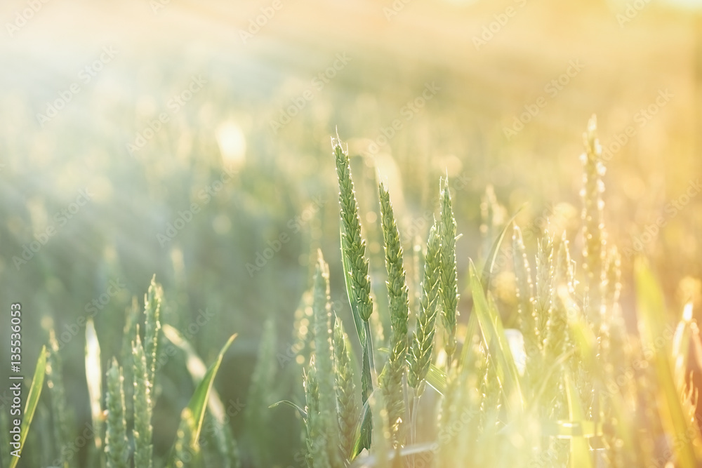 Unripe wheat - green wheat field lit by sun rays, by sunlight