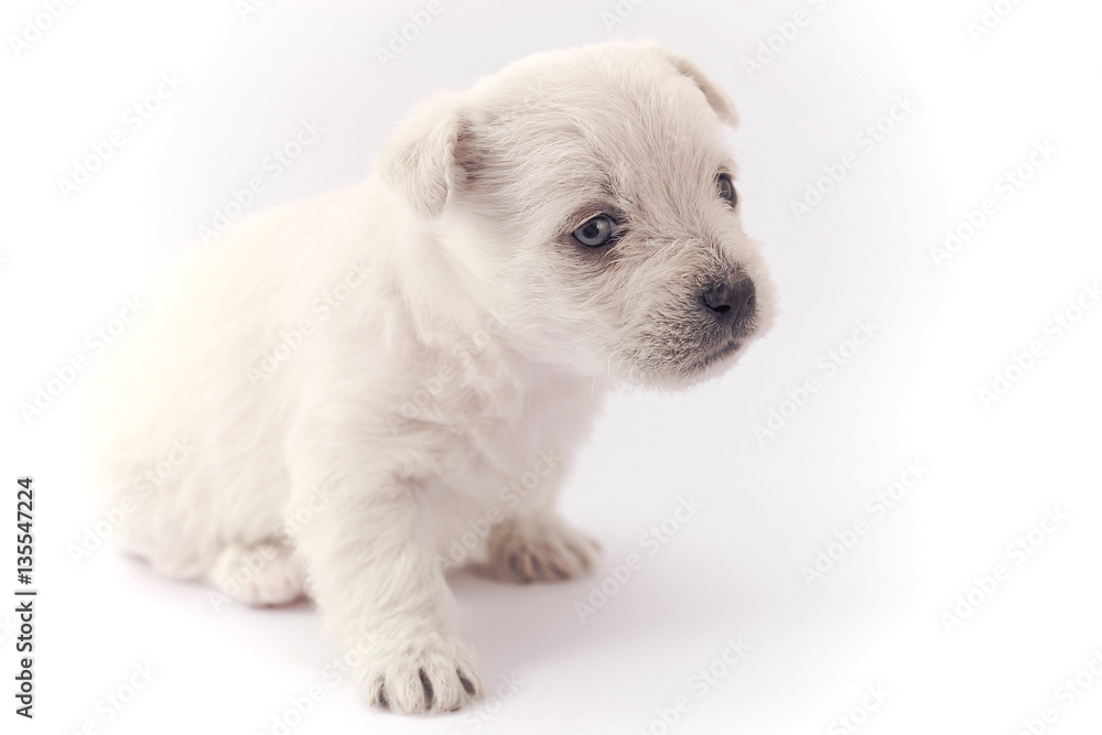 Little white puppy