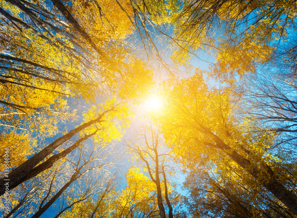 Autumn forest. Trees pattern. Looking up the blue sky. backgroun