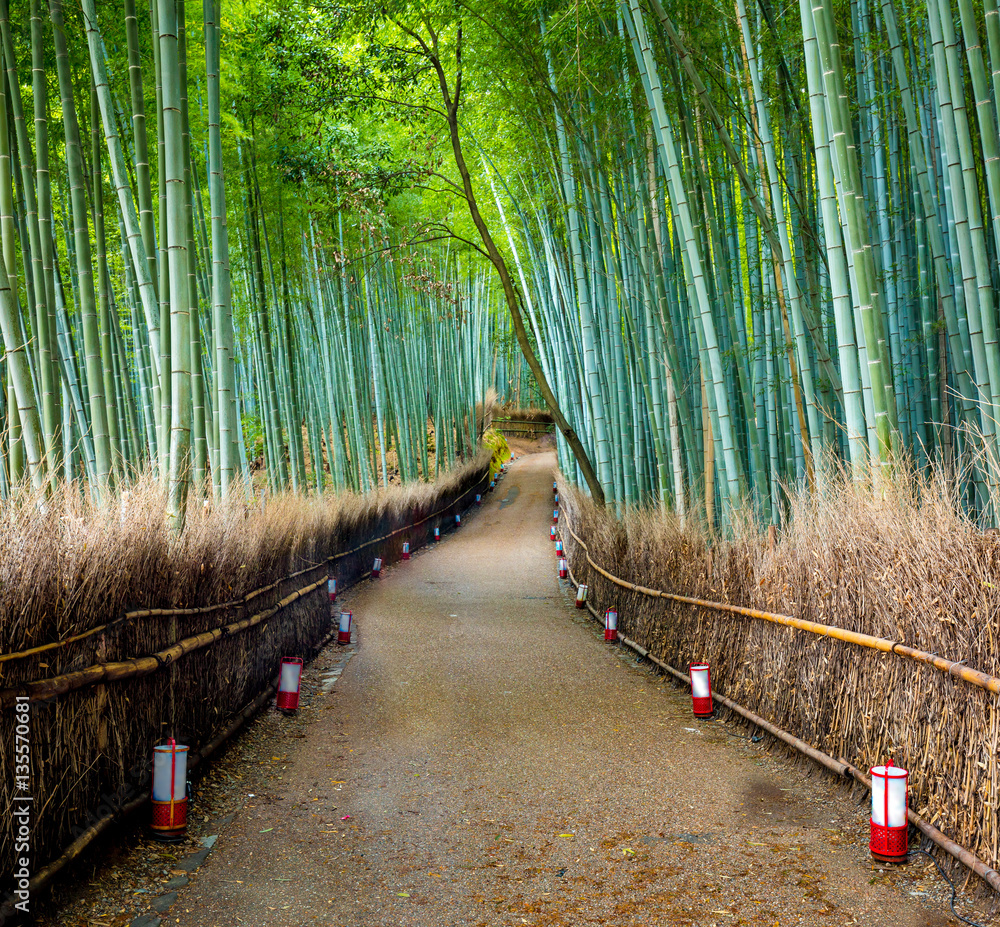 Path to bamboo forest, Arashiyama, Kyoto, Japan.