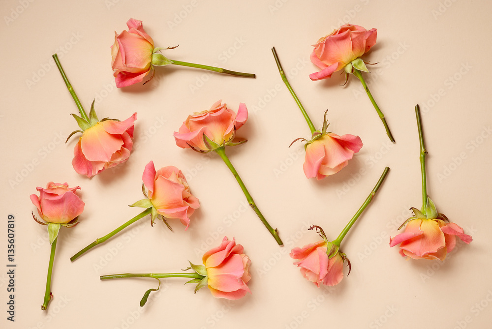 pink roses on beige background