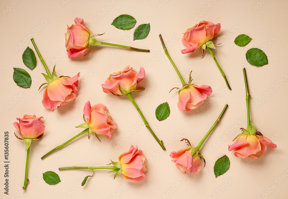 pink roses on beige background