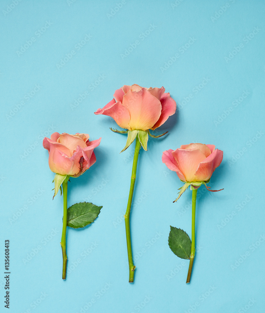 pink roses on blue background