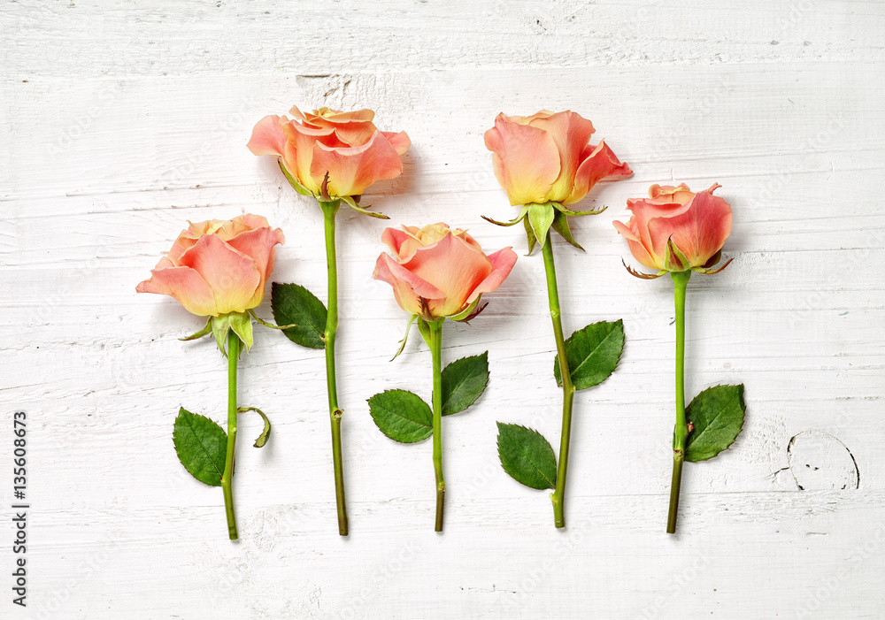 pink roses on white wooden background