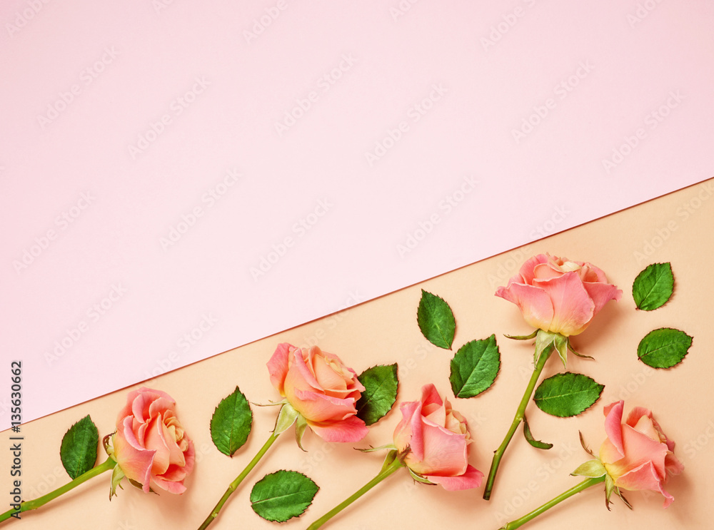 pink roses on colorful paper background