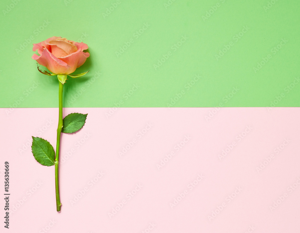 pink rose on colorful paper background