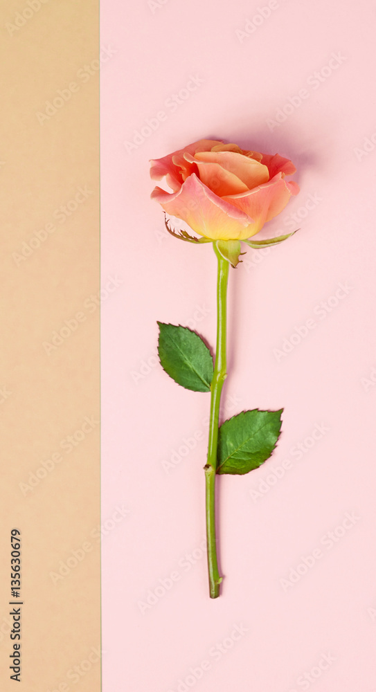 pink rose on colorful paper background