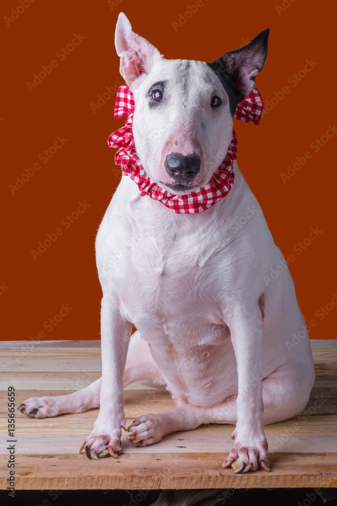 cute english bullterrier isolate on white backgtound