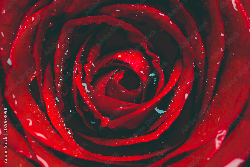 Red rose close-up