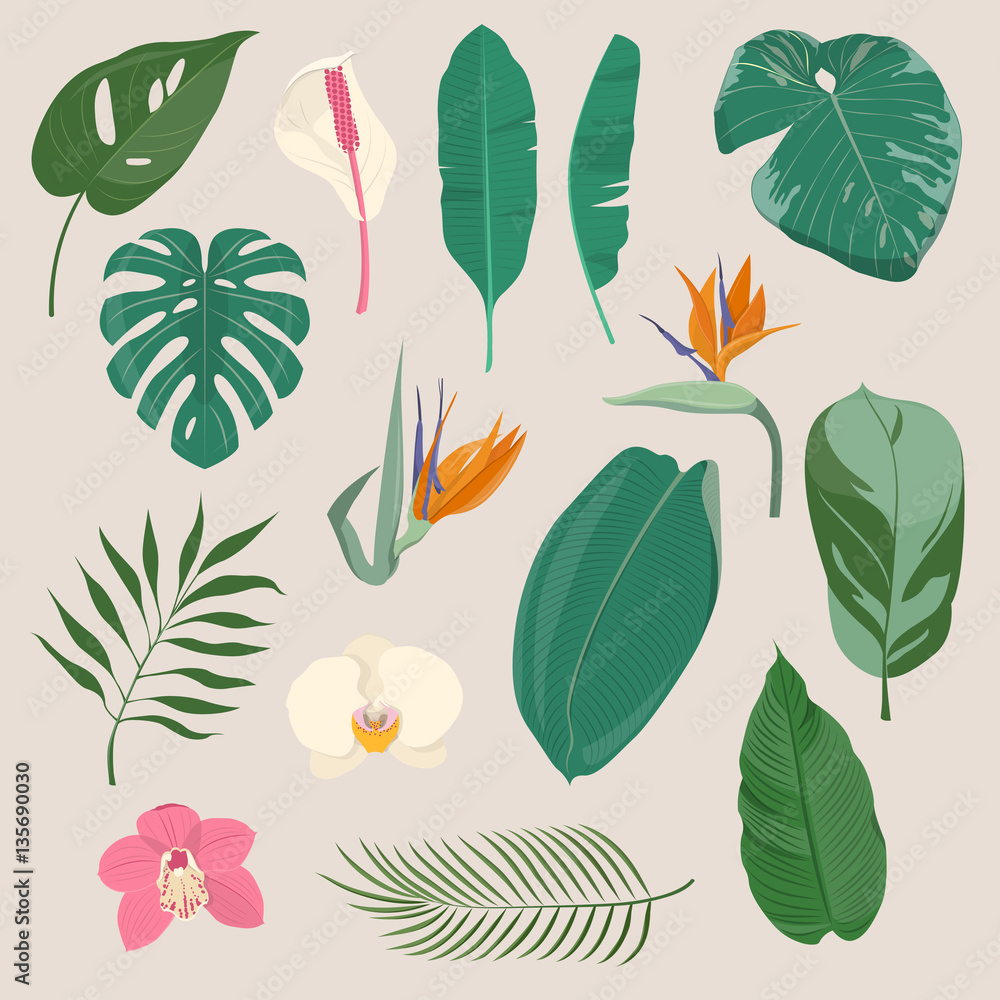 Set of tropical leaves and flowers