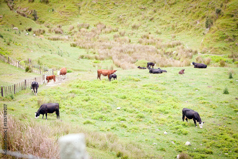 Dairy Cows New Zealand