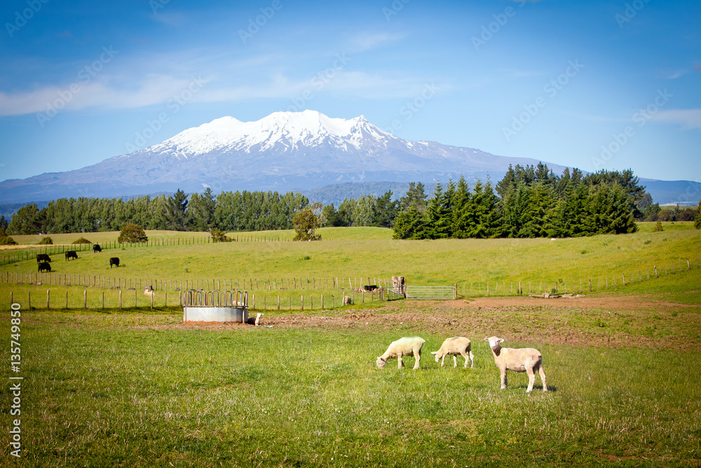 Mount Ruapehu from King Country Farm