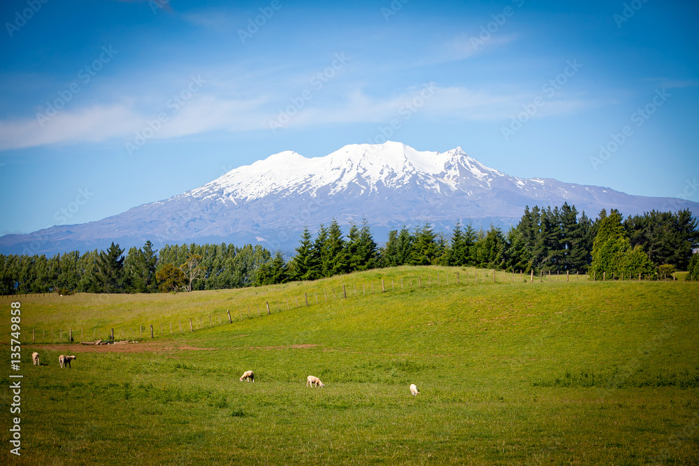 Mount Ruapehu from King Country Farm