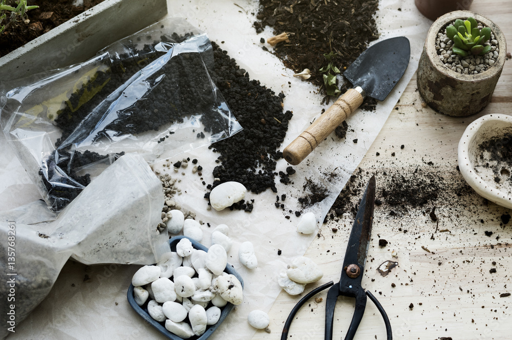 Planting Plants Cactuses Soil Stones On A Wooden Table