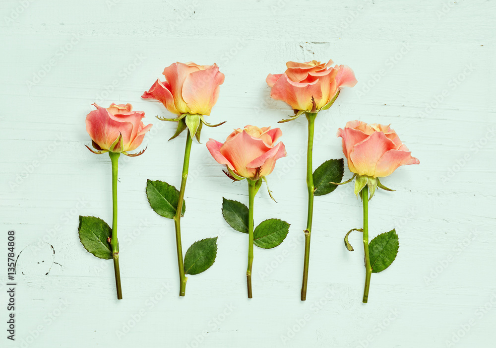 pink roses on blue wooden background