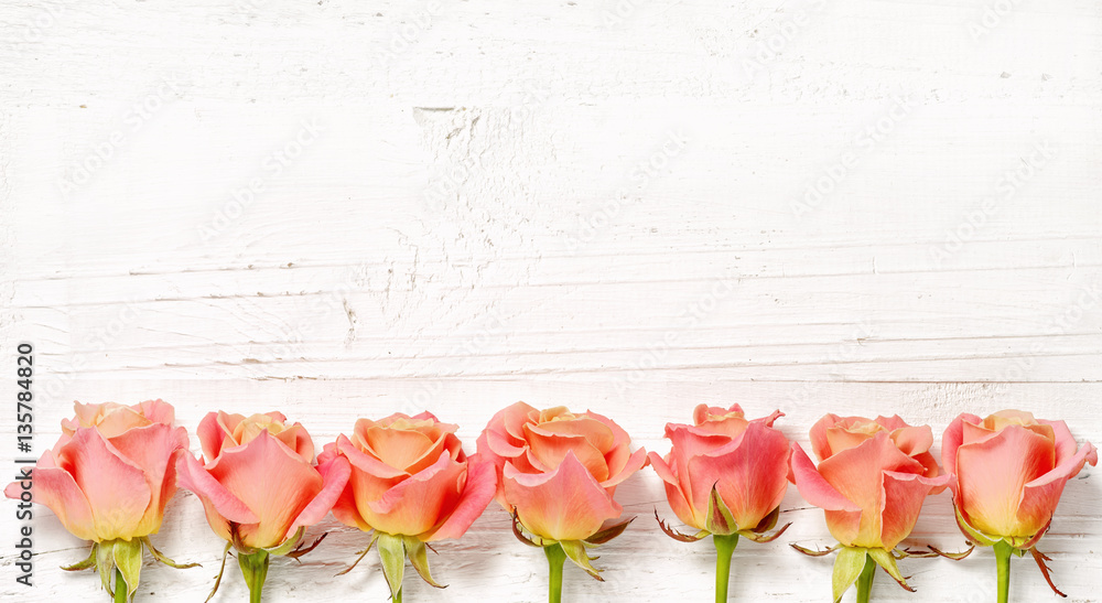 pink roses on white wood background