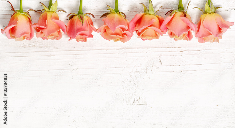 pink roses on white wood background