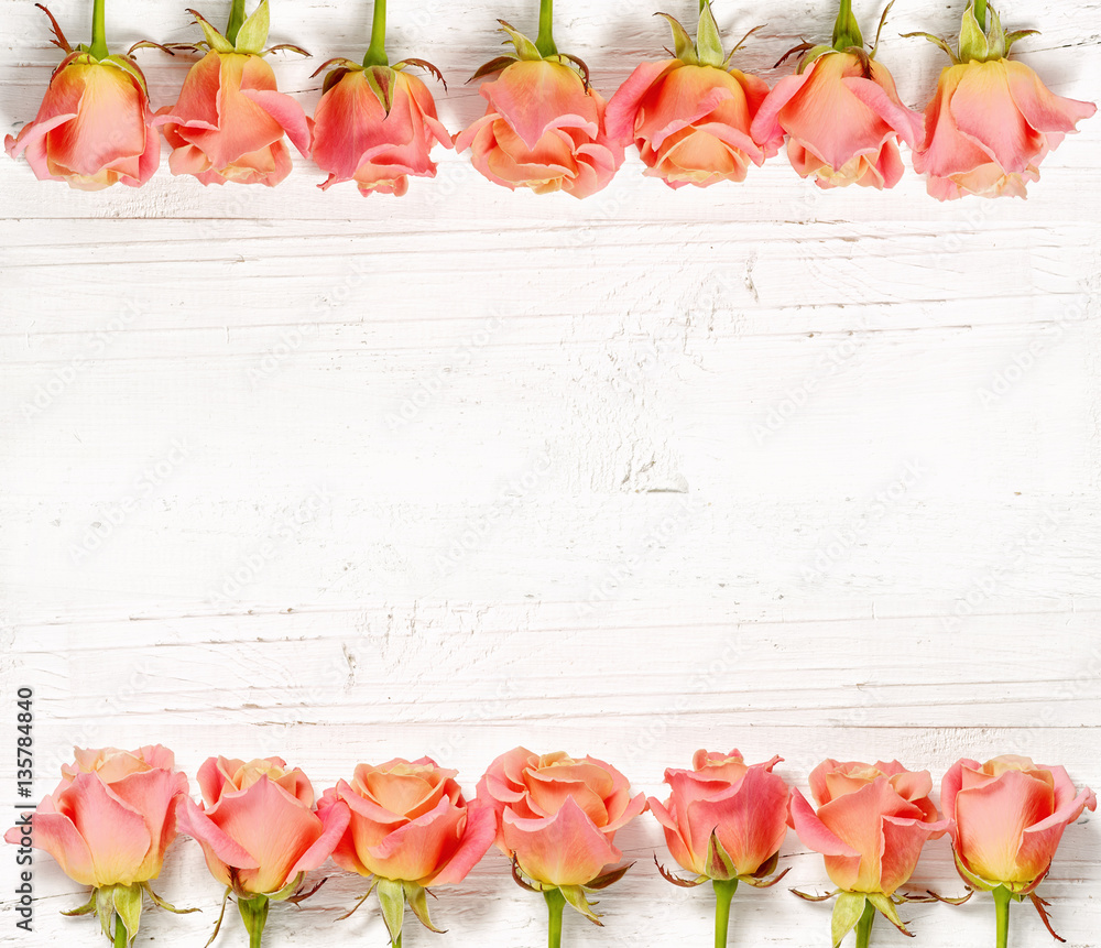 pink roses on white wood background