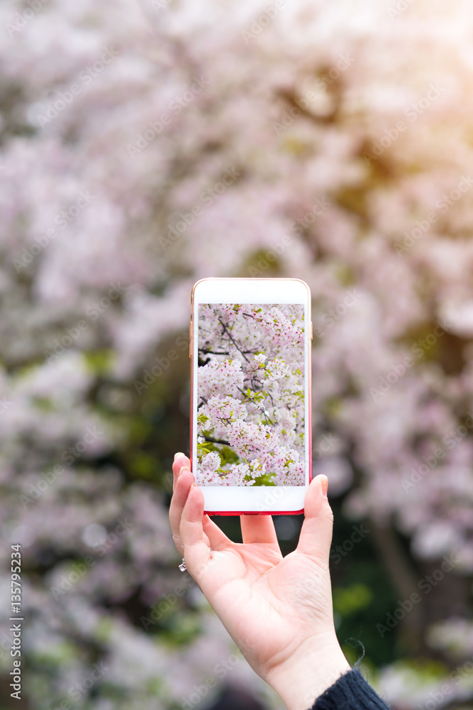 Hand holding smartphone taking photo of beautiful cherry blossom